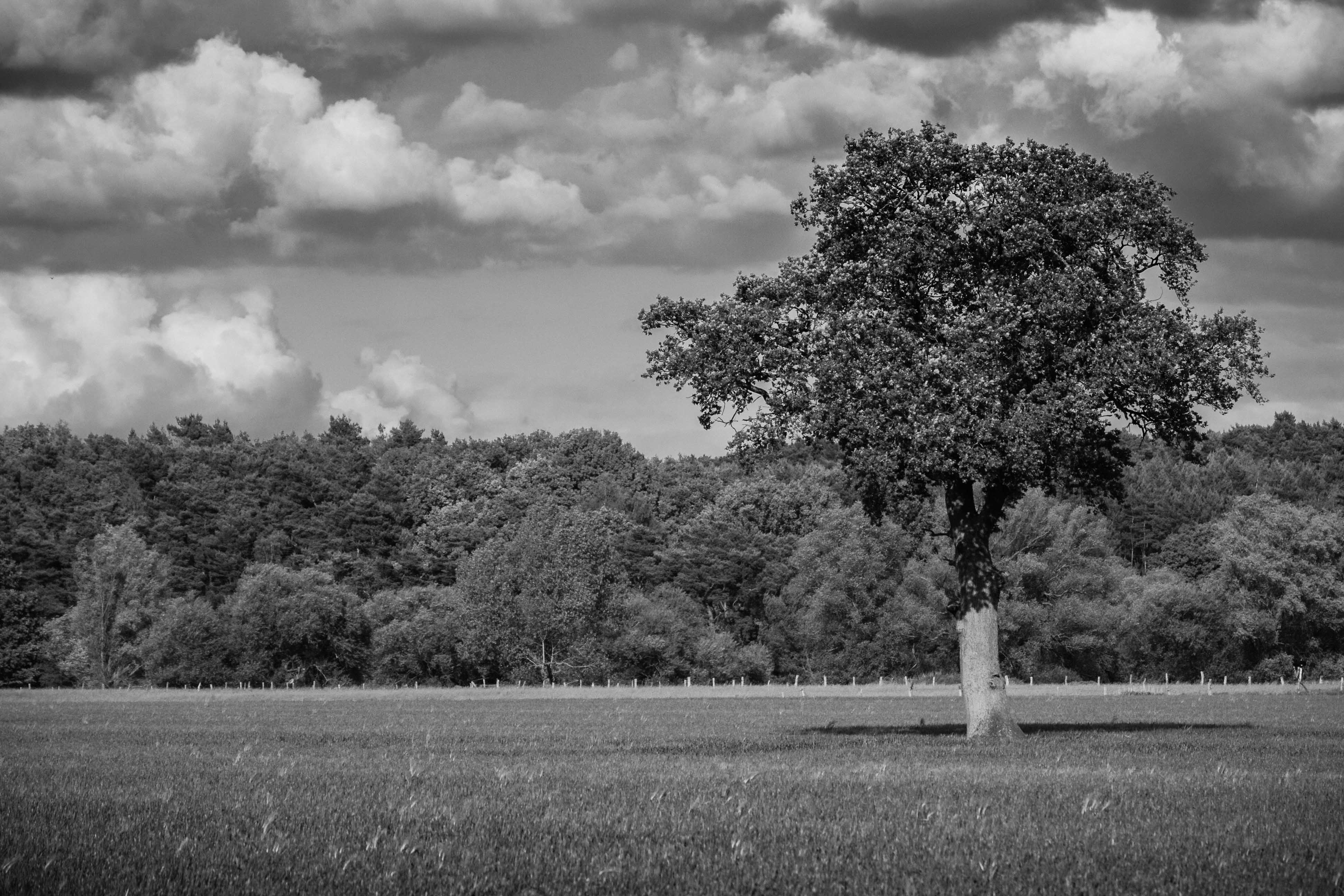 Faszination Natur in S/W! – Hendrik Peusch